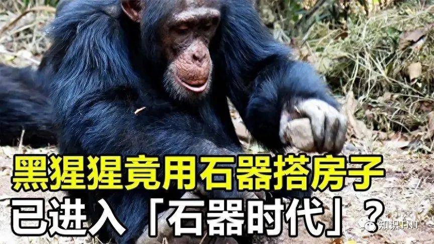 东非黑猩猩进入石器时代，甚至会挖井盖神庙、洗衣服？