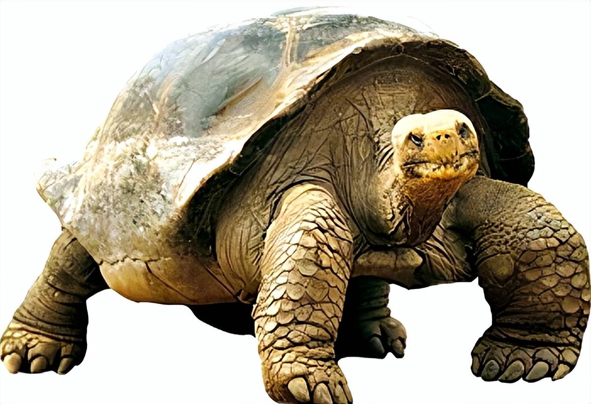 1965年,黄河发现三层楼高的巨龟,不久后又神秘失踪,真相如何?