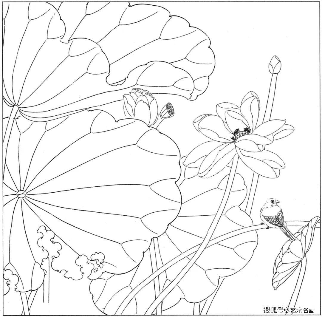 原创55幅白描荷花图，感受荷花的魅力︱艺术名画