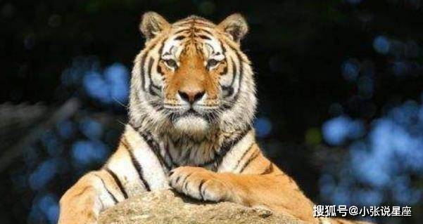 目光打一个正确生肖，深度解析指向落实