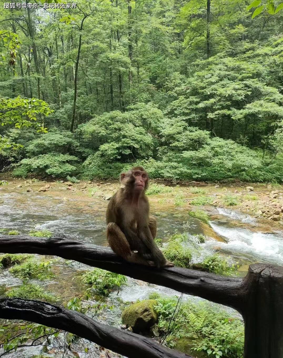 带父母游张家界-纯玩小包团-4天自由行超详细旅游攻略