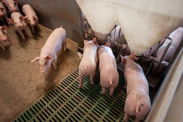 养猪是养殖业的重点 中国养猪网生猪行业分析插图