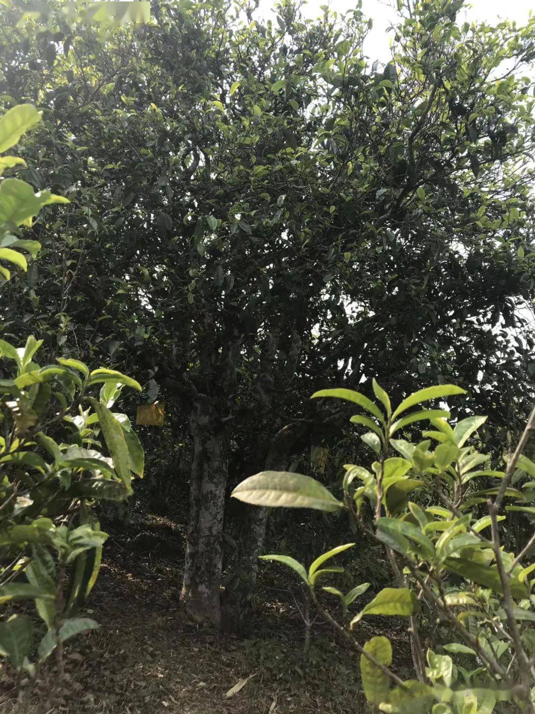 文章配图-4