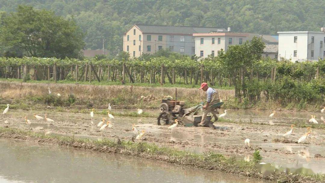 这几天 在桥头胡街道东吕村的水田中 出现了一大群白鹭 与在田间地头