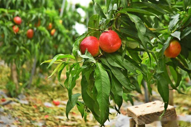 农民发展大棚果树年收益超10万元亚新体育种植模式受年轻人热捧(图2)
