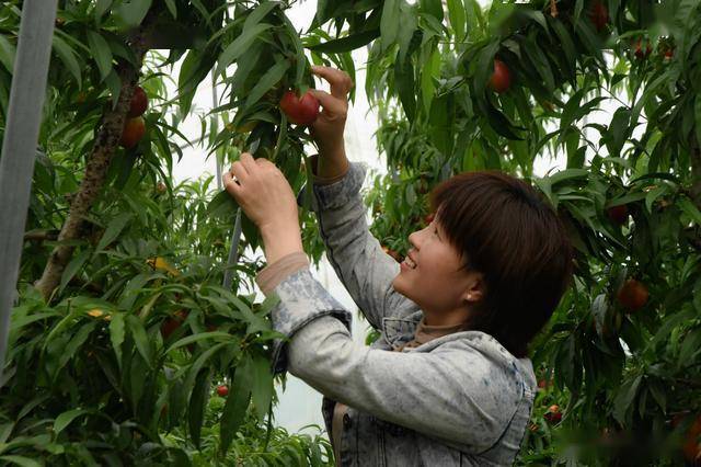 农民发展大棚果树年收益超10万元亚新体育种植模式受年轻人热捧(图6)