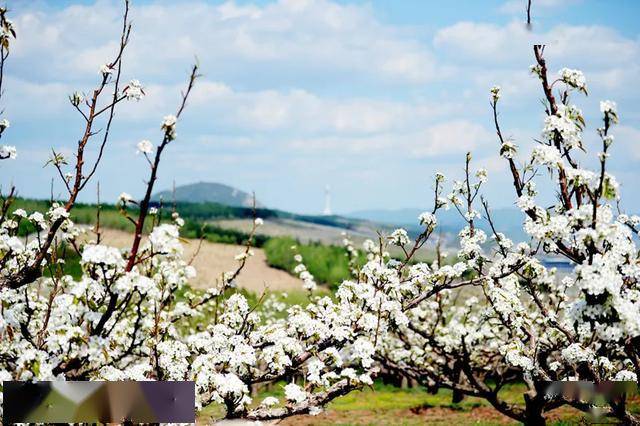 延边的苹果梨花开了龙井敦化珲春让你一次看个够延边州文广旅局昨天