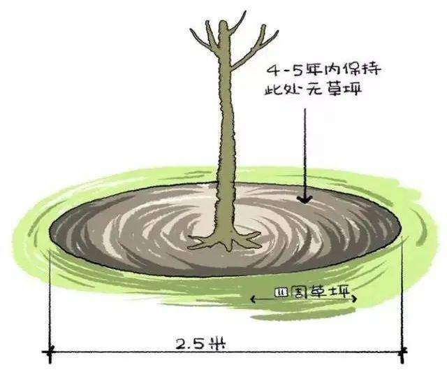 树干周围土地,避免在施工过程中夯实,上方如果有广场,则设计为没有重