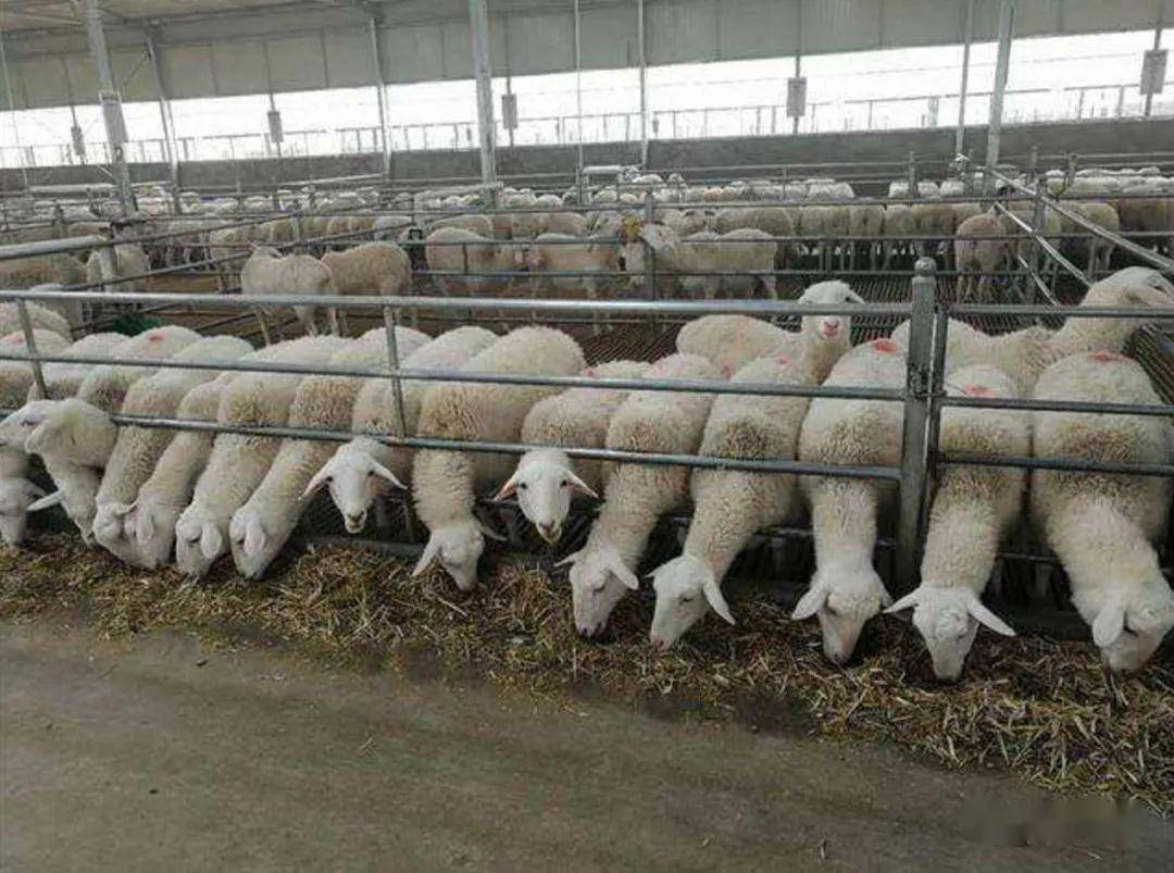 圈舍养羊一天要吃多少饲料一天能长1斤吗