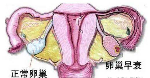 2,卵巢功能正常对女人有多重要?