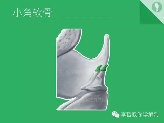 喉软骨抽记卡_解剖