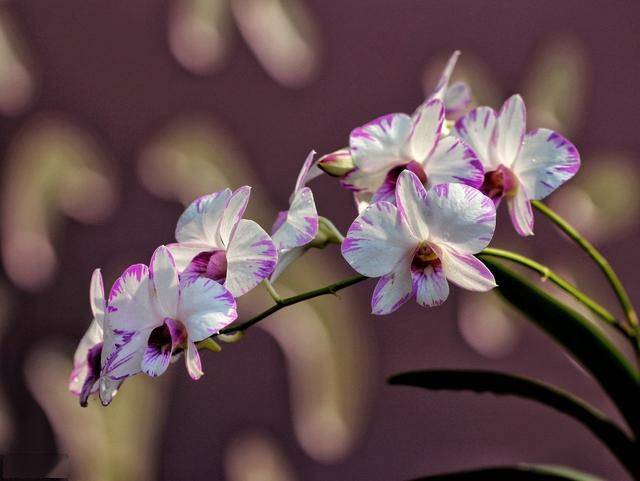 蝴蝶兰浇水施肥 07255d01f4c5478c8e66ce517a392912.jpeg