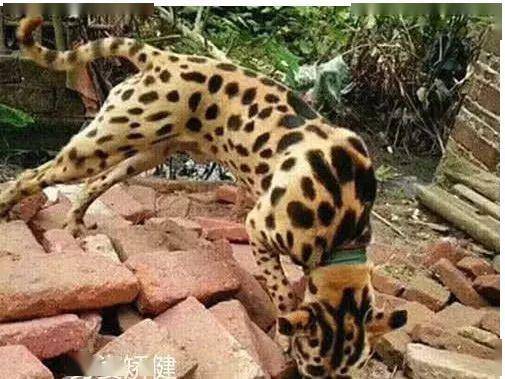 大爷不听劝,非要花5000块买这只"豹犬",结果现在悔青肠 