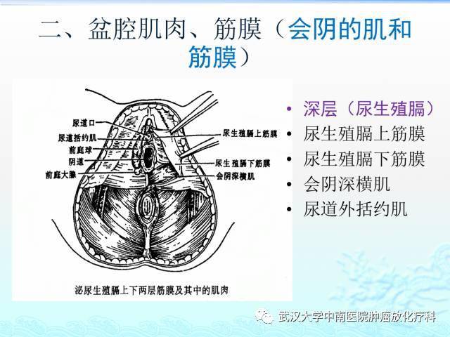 女性盆腔解剖与断层影像