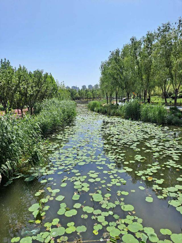 春游大沙河湿地公园（通韵）