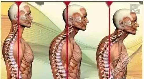 完成低头,侧头,前伸的动作时,胸锁乳突肌向不同方向收缩.