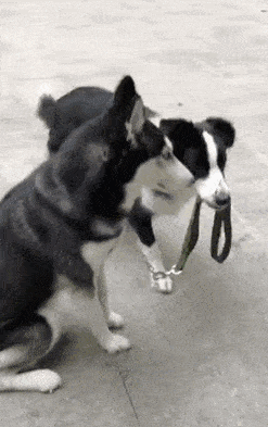 本公众号常年有边境牧羊犬出售,需要请留言,买狗