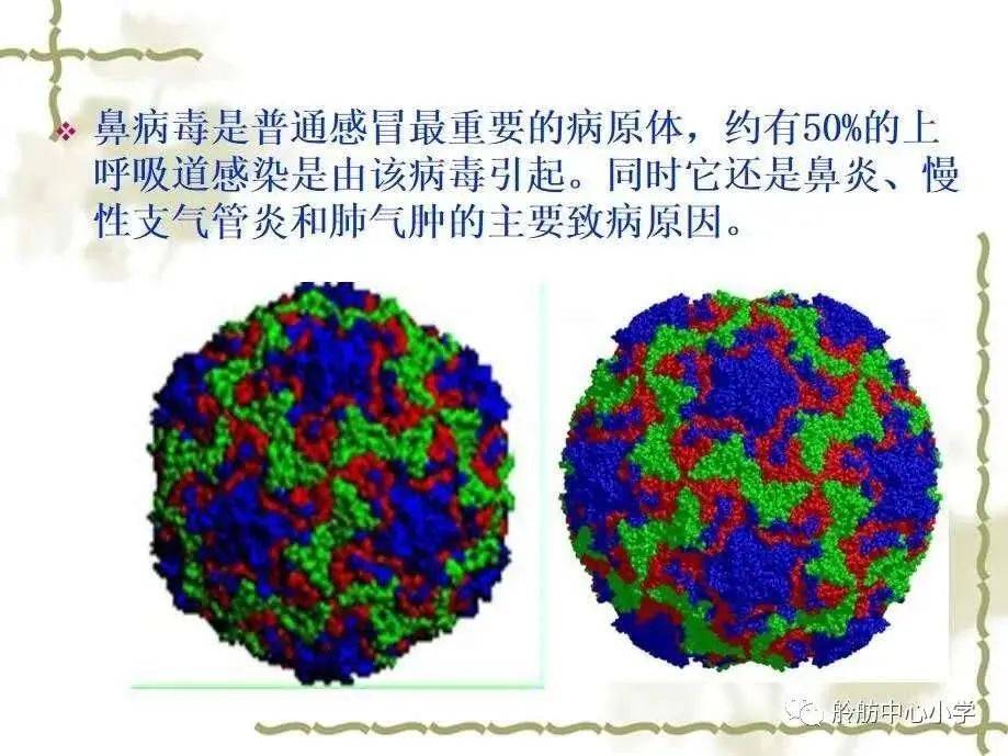 【卫生小课堂】预防鼻病毒