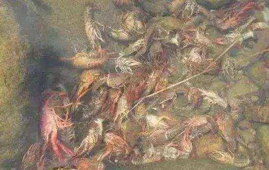 梦境解析，捞取大量死虾与死螃蟹的象征意义