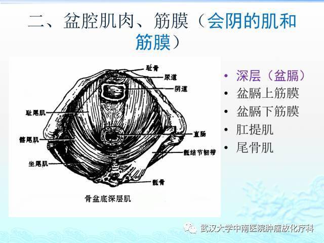 女性盆腔解剖与断层影像