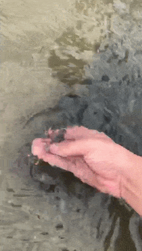 这周末就带大家去赶海体验一下,它藏在海边浅水的泥沙之中,等到潮水