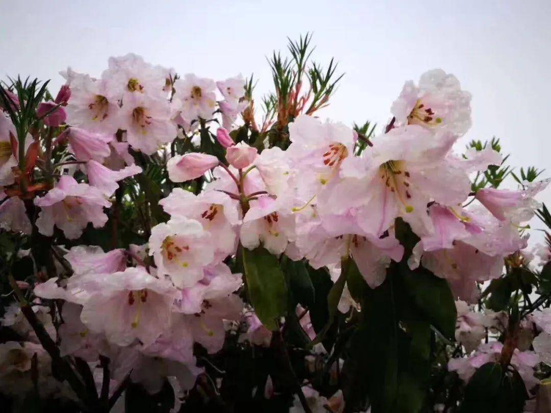怎样画杜鹃花 5e76512b54f4470f8dd5a6649082eca3.jpeg
