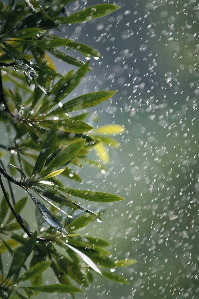 【听雨晴老师读诗词】(第24期)飞花令——"雨"(三)