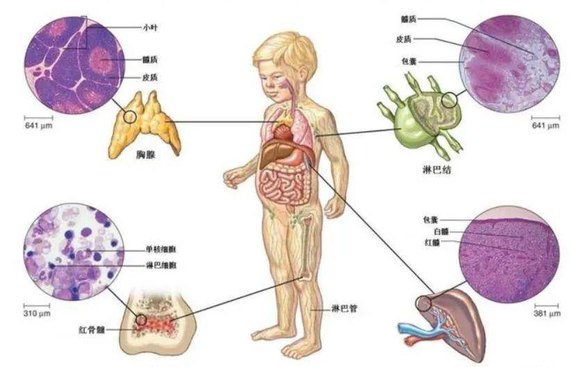 人体的免疫力是怎么回事?