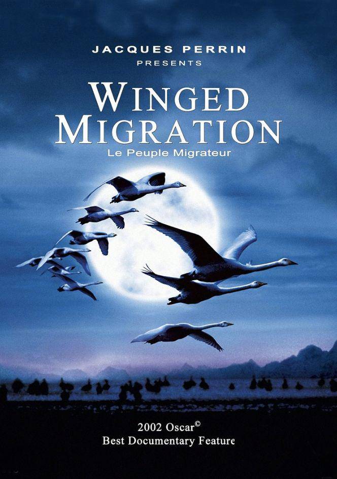 国外动物世界纪录片大雁 1354f5f8a6514916883ec78569af3443.jpeg