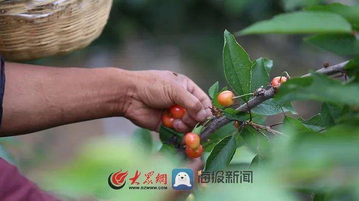 樱桃琥珀哪里看 14256baf879f4a23b45202c6c071de08.jpeg