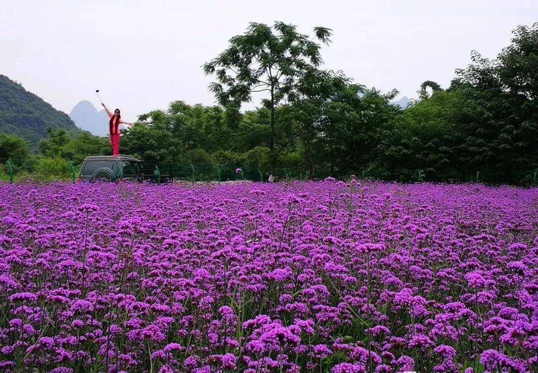 5月22/23/24日 串游:会仙马鞭草 桂林花海三角梅基地