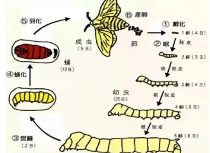 爸爸妈妈可带孩子用图夹文的方式,一起记录蚕宝宝的生长过程.