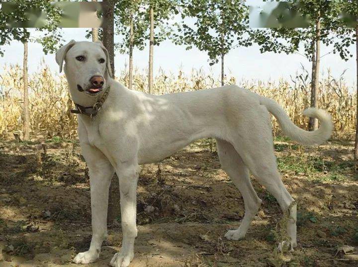 【盘点中国犬种】本土犬并不逊色,不止两种!