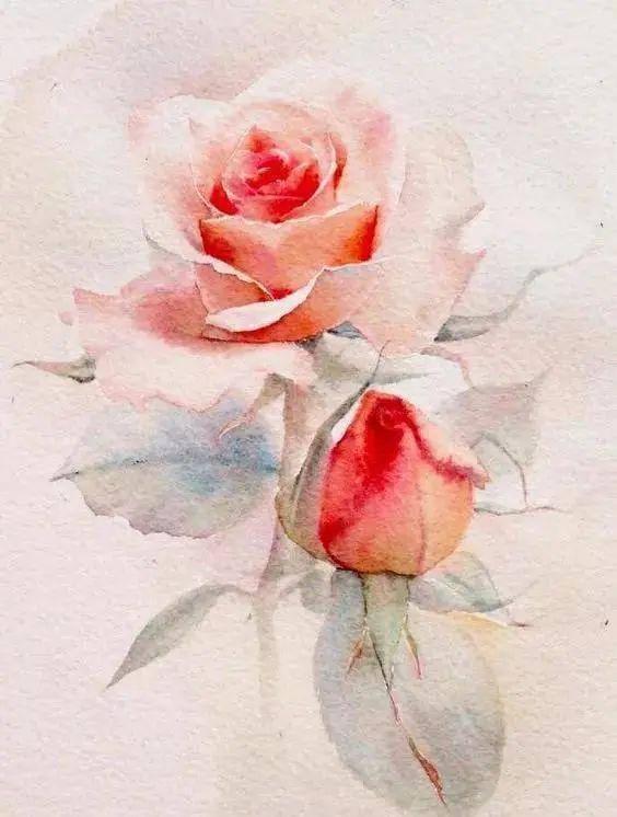 入门水彩教程丨仙气逼人的玫瑰花画法