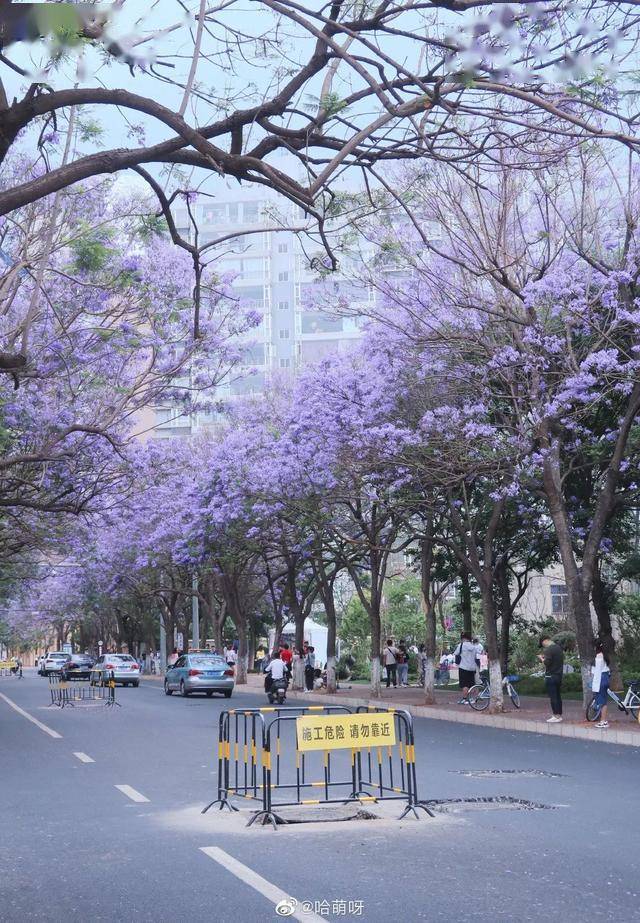 by:哈萌呀 校场中路的蓝花楹大道,吸引大量游客和本地居民合影留念