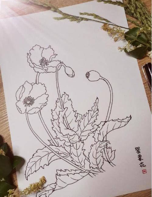 白描花卉拿去临摹吧