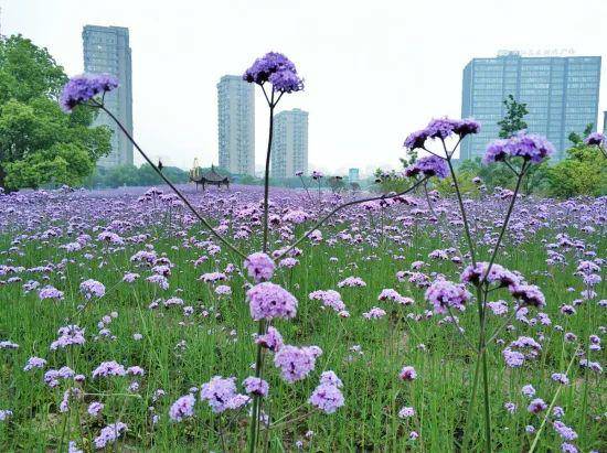 美翻浪漫紫热情红清新粉杭州五月最炫花海等你打卡
