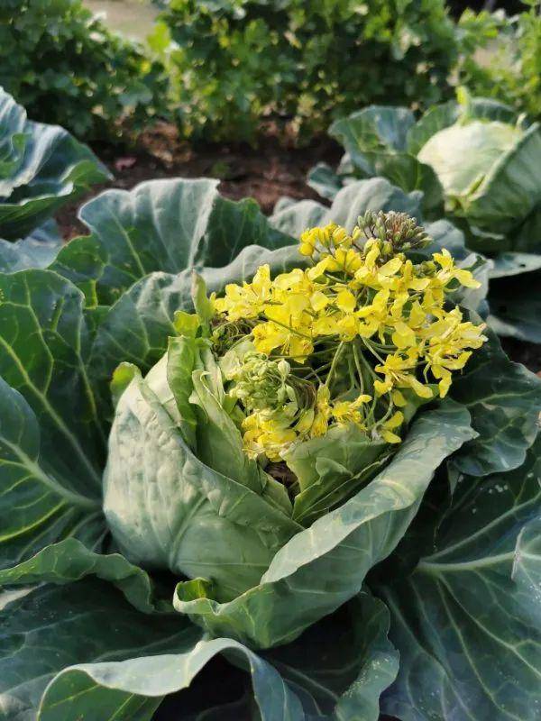 却不一定见过它们开花结果的样子:我们见过它们在超市或菜市场里的妆