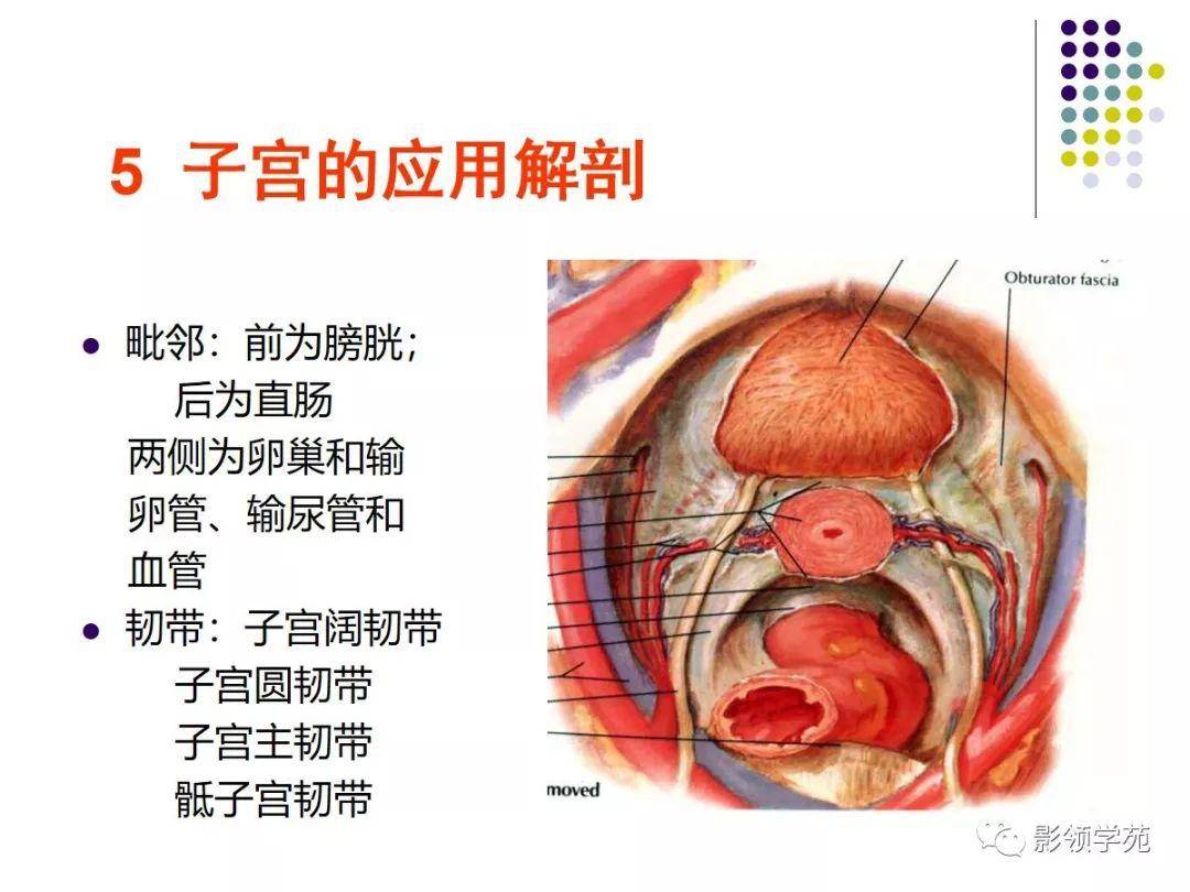 女性盆腔水平断面解剖