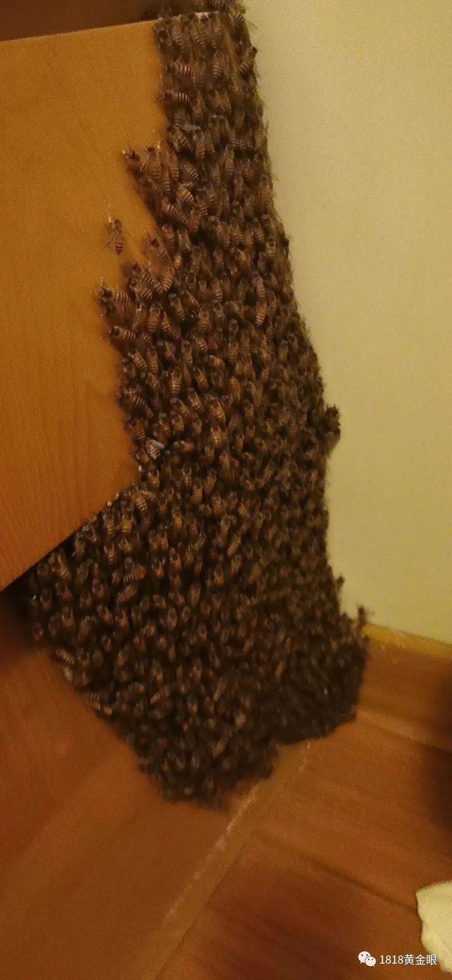 女子白天出门忘记关窗 晚上回来一看吓得报警了