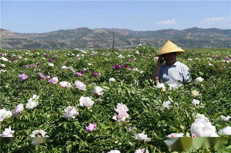 临洮:牡丹开出致富花