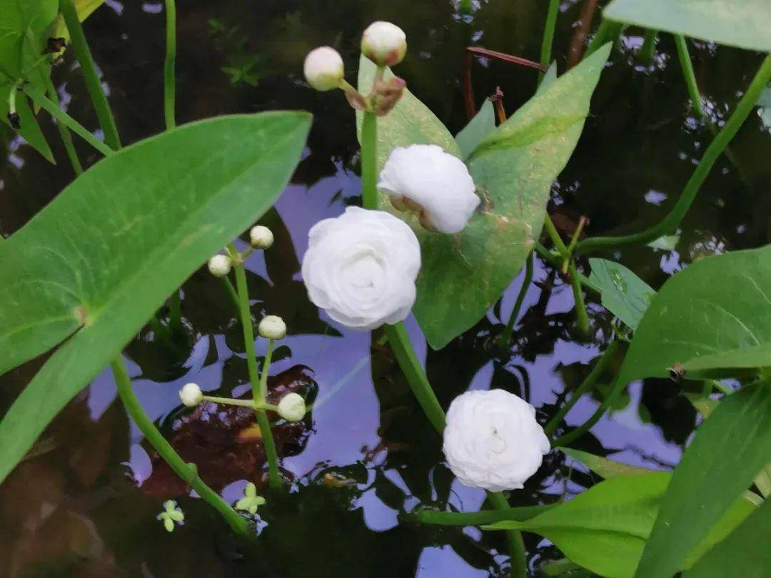 茨菇多生长在潮湿的水域,沼泽地带,开花白色,非常清秀,现在还有重瓣的