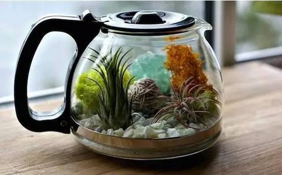 「植物」让种植成为孩子探索自然的起点！【植物角】60种植物角新玩法