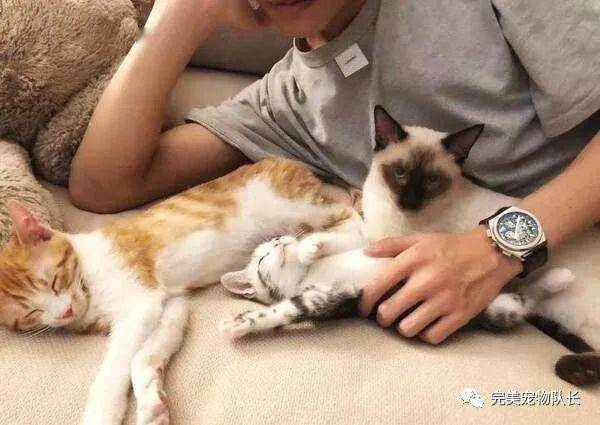 猫咪怎么样才能抱着睡觉 78bb432718a342ab883fecb0d29317d1.jpeg