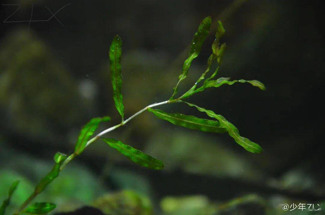 中国原生水草菹草张力弦专栏