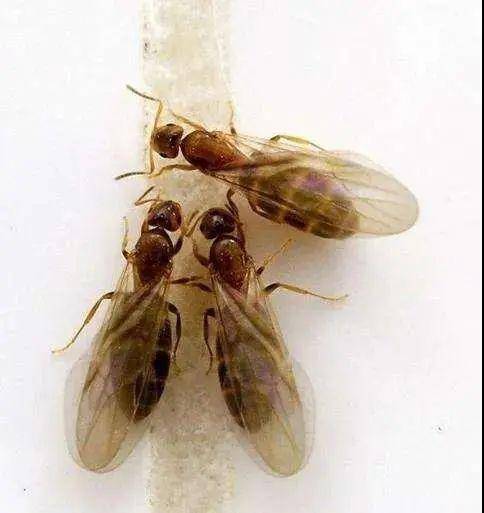 每年4-6月,有翅繁殖蚁进行分群繁殖,一般分飞5-10次,多在闷热或大雨