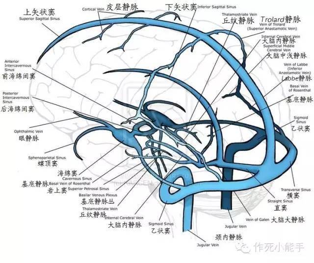 【图文并茂】大脑静脉系统的解剖与影像