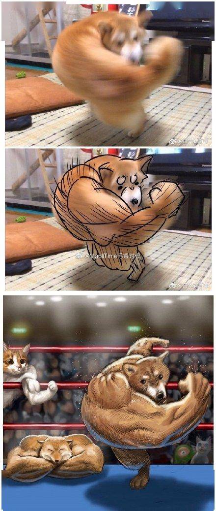 漫画:动物界的肌肉大佬们!boom