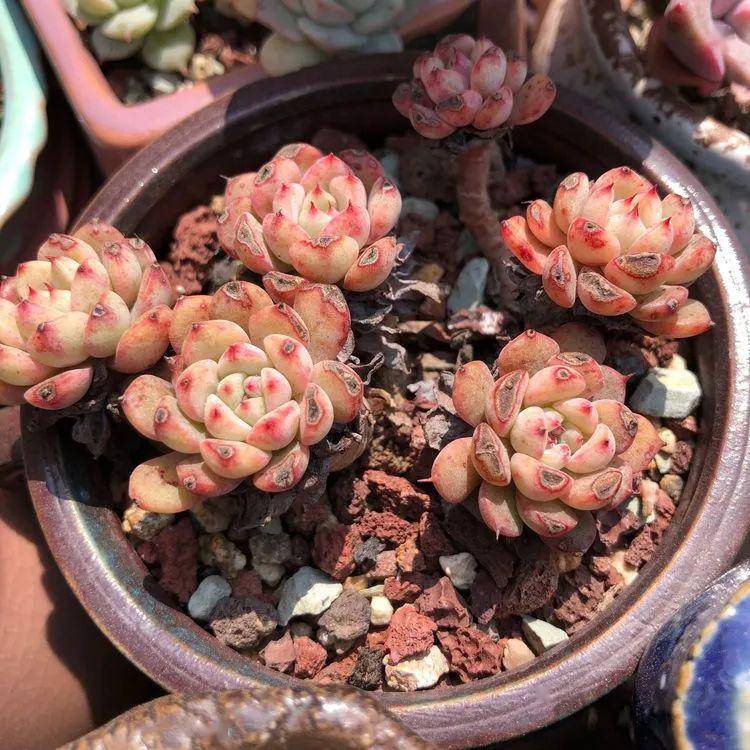 拽着春天的尾巴,给多肉来一波留影!