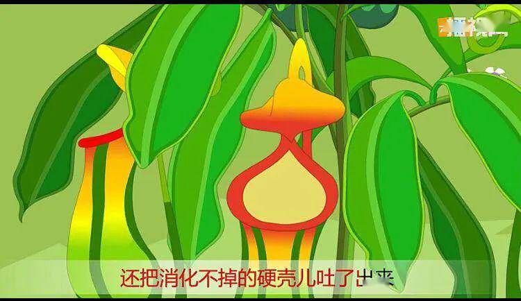 【娃娃绘本馆】线上绘本《草吃虫的故事》